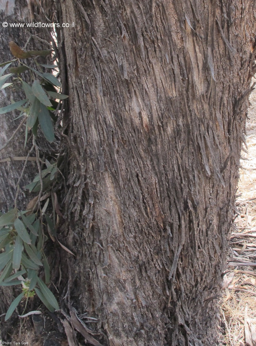 Eucalyptus froggattii